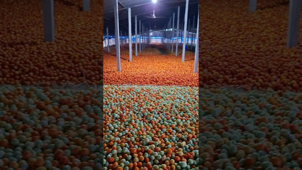 Ocean of Tomatoes #travel #tomato #tomatoes #red