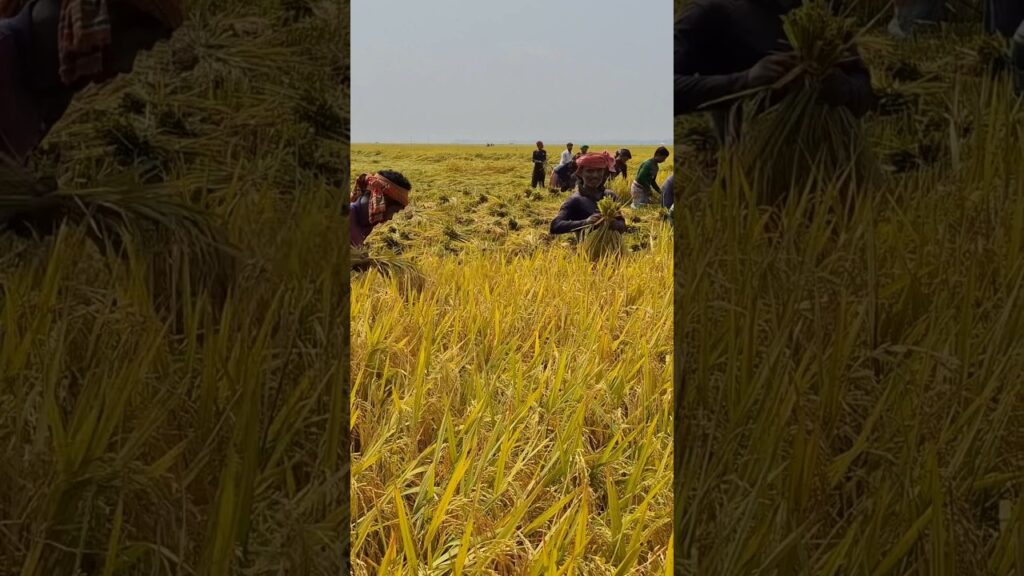 Paddy Harvesting #paddy #rice #village #villagelife