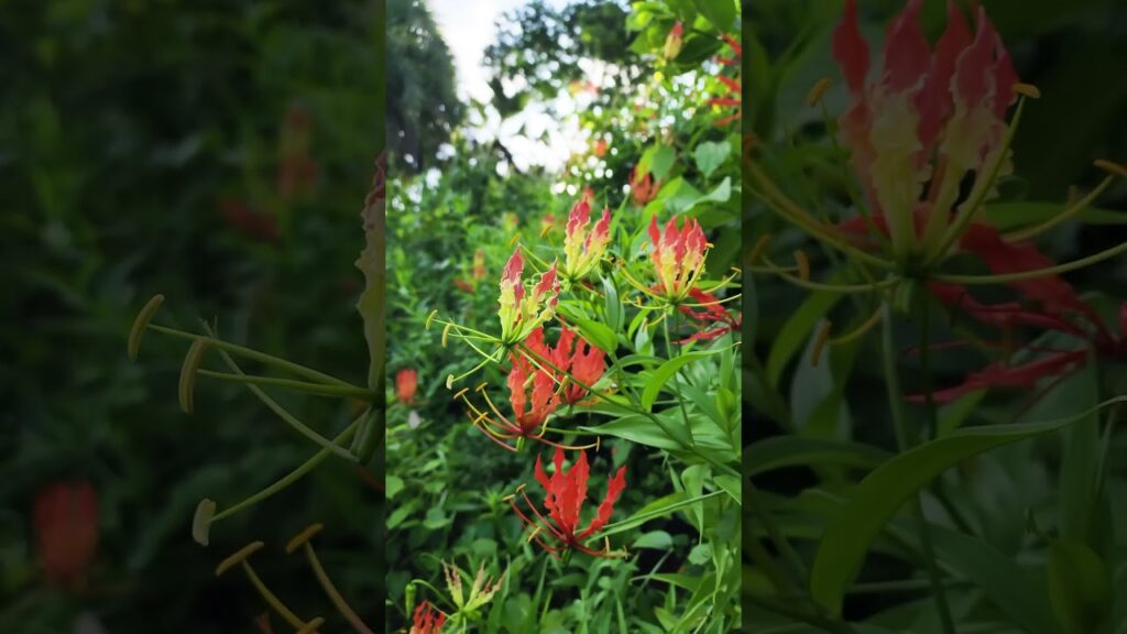 #Gloriosa #Superba #Bloom #Nature #Beauty #Colorful #Botanical #Garden #Floral #Rural #Scenic #love