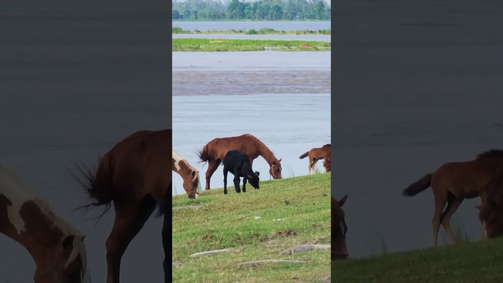 #Horses #Goats #Grazing #River #Nature #Countryside #Animals #Rural #Peaceful #Scenic #wildlife