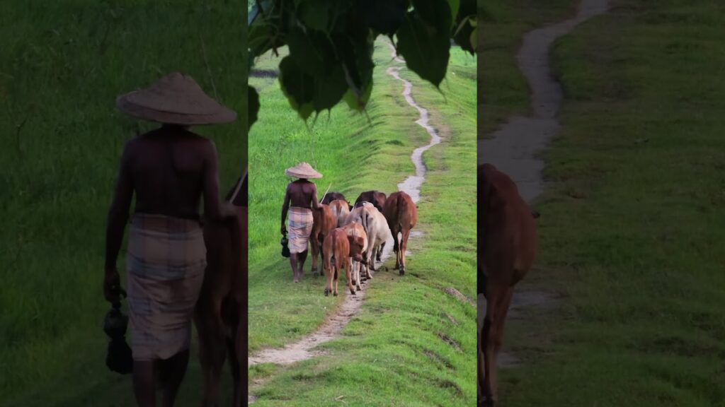 Lost in Time: #Village #Cows #Herding #Man #happy #Rural #Agriculture #Livestock #Walking #Nature