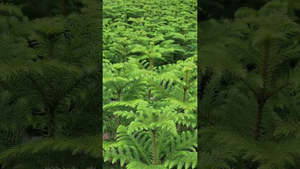 Norfolk Island Pine #NorfolkIslandPine #Botany #Trees #Nature #Horticulture #PlantCare #Evergreen