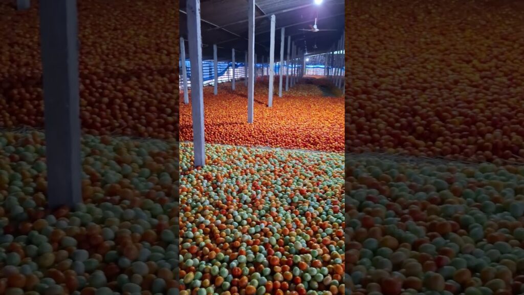 #Tomatoes #Harvest #Storage #Agriculture #Fresh #Produce #Farm #Abundance #Rural #Food #nature