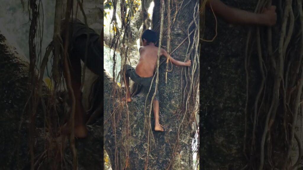 A Boy's Banyan Tree Climb #Adventure #Boy #Tree #Banyan #Nature #Climbing #Childhood #Outdoors