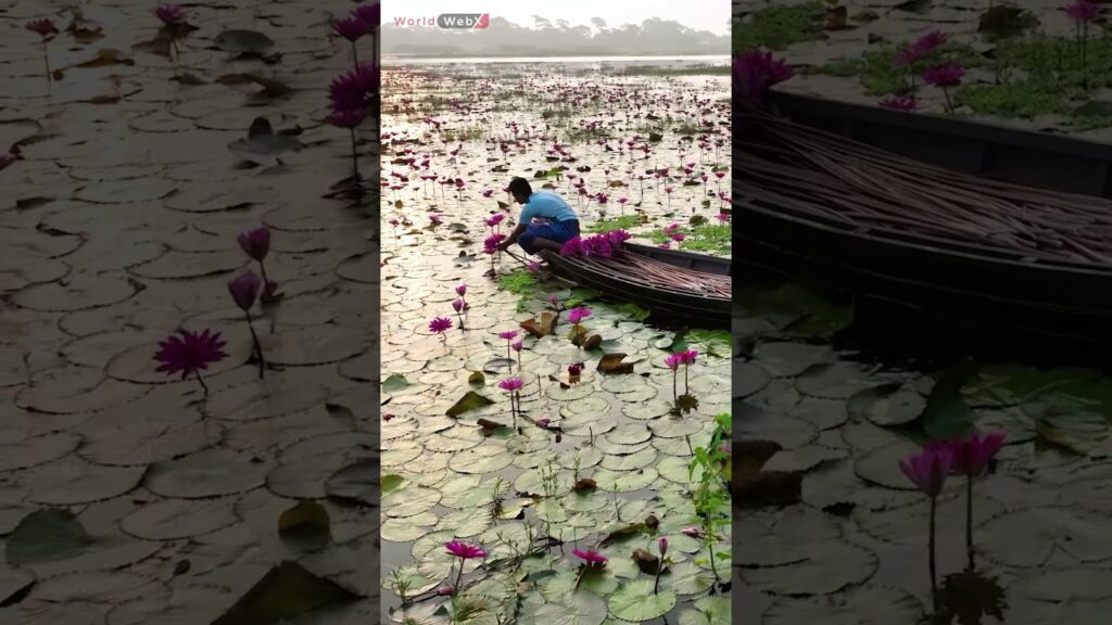 Harvesting Water Lilies#Drone #WaterLilies #Boat #AerialView #Nature #Scenic #Collection #Water