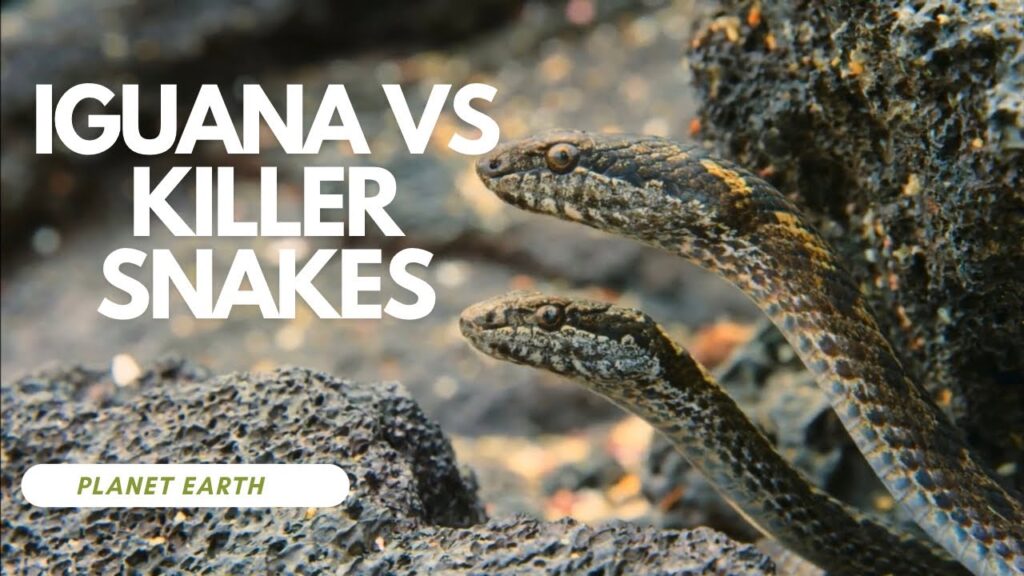 Iguana vs Killer Snakes | Lizards running from Snakes | Snakes Chasing Iguana | Planet Earth 2