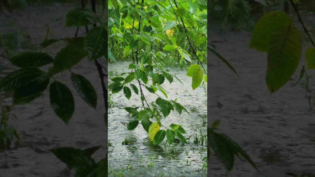 #Rain #Nature #Trees #Leaves #Rural #Countryside #Serene #Peaceful #Weather #greenery