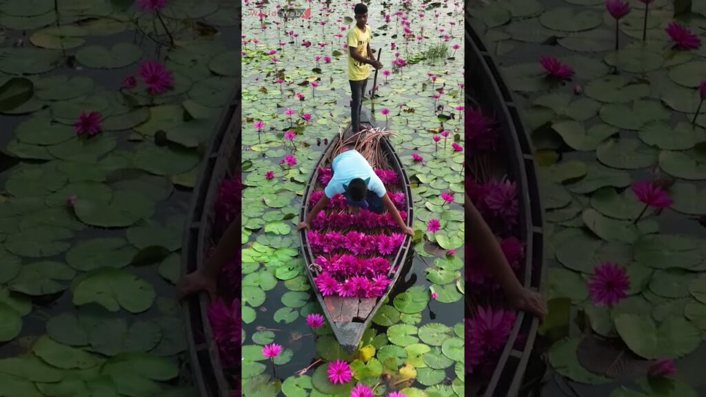 Harvesting Water Lilies