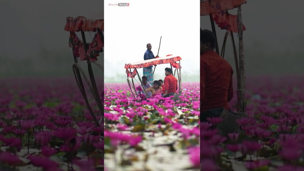 Water Lilies #waterlilies #boats #sailing #pink #green #nature #flowers #beauty #shortz #shorts